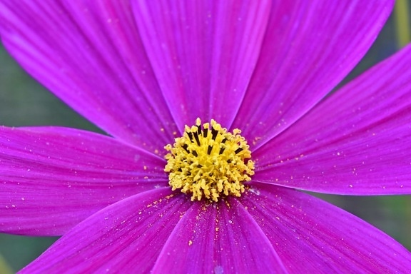 Makro, Rosa, Pollen, Gänseblümchen, Blume, Natur, Blütenblatt, hell, Sommer, Flora