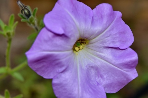 detalles, Petunia, polen, púrpura, naturaleza, flora, verano, Jardín, planta, flor