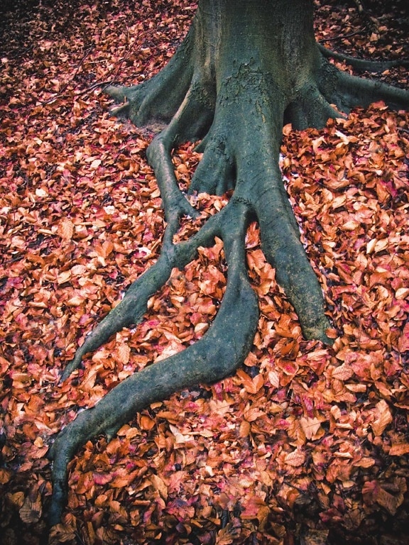 秋のシーズン, 樹皮, 大きな, 乾燥する季節, フォレスト, 地面, 葉, ルート, 秋, 根
