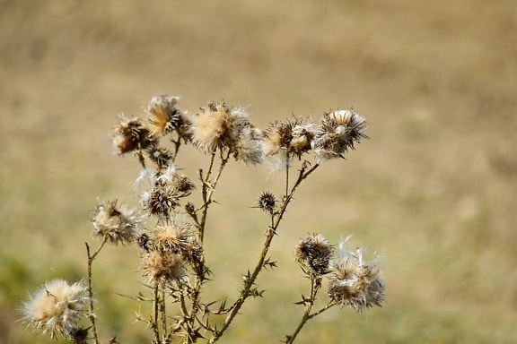 dry, plant, nature, weed, herb, flower, outdoors, grass, flora, summer