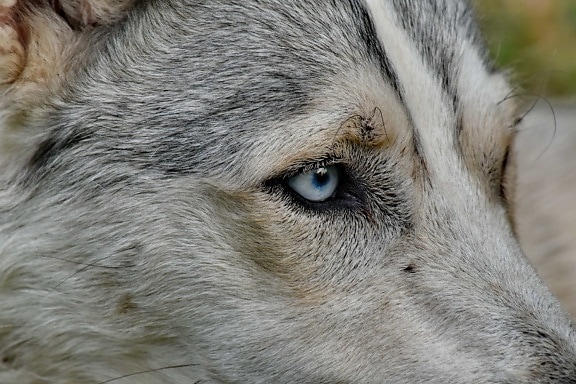 beautiful image, close-up, details, eye, eyelashes, husky, siberian, fur, portrait, canine