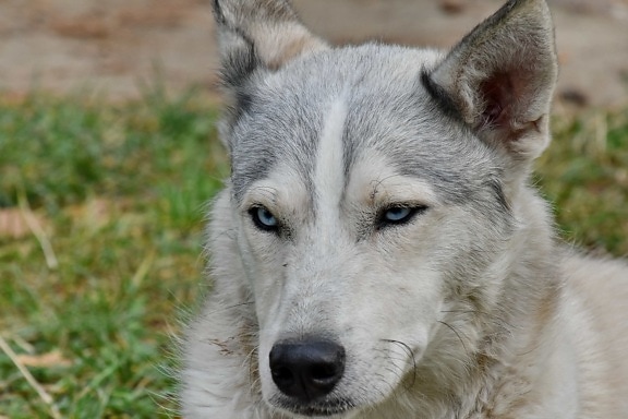azul, cão, olhos, Husky, pedigree, raça pura, Siberian, animal, canino, retrato