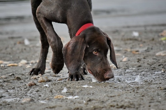 beach, collar, head, hunting, hunting dog, purebred, pointer, pet, hound, canine