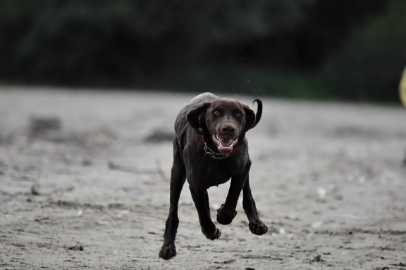 hunting dog, running, dog, collar, fast, head, hunting, motion, pedigree, purebred