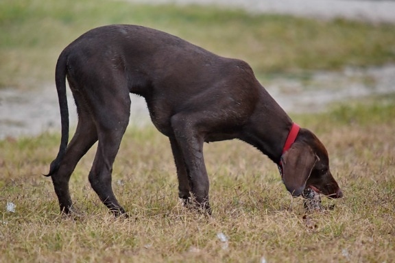 brown, eating, purebred, grass, hunting dog, dog, pointer, canine, animal, outdoors