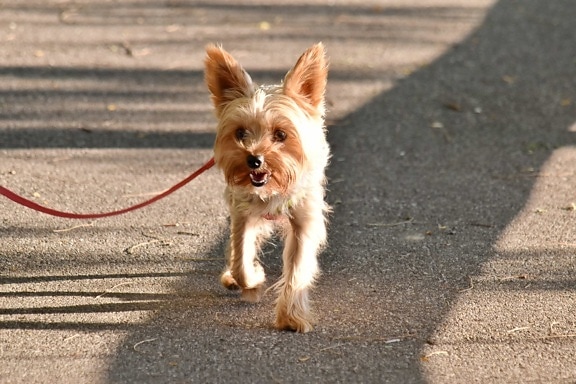 dog, light brown, movement, pavement, purebred, strap, walking, cute, puppy, pet