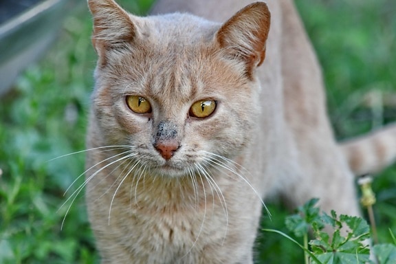 Домашняя кошка, глаза, светло-коричневый, Портрет, глаз, котенок, кошачьи, кошка, котенок, животное