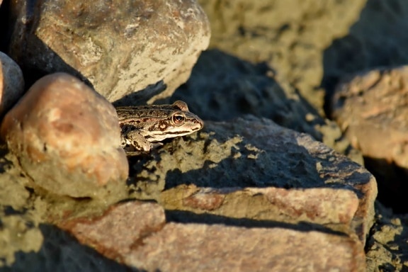 amphibian, big rocks, camouflage, frog, shadow, nature, outdoors, rock, wildlife, water