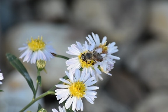blurry, chamomile, honeybee, pollen, garden, nature, blossom, summer, flower, bee