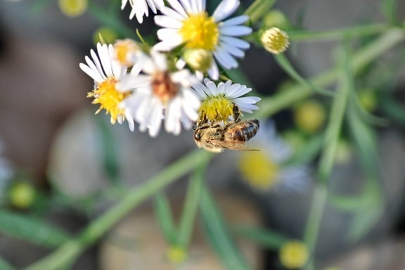 kamomill, detalj, honungsbinas, insekt, pollen, pollinerande, äng, sommar, blomma, bi