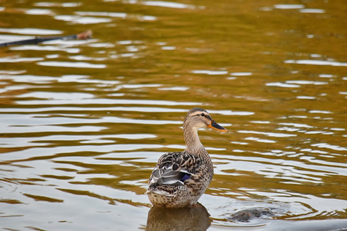 prolevel riverbank habitats help tropical birds