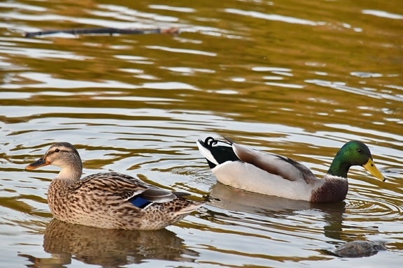 aquatic bird, bird family, ducks, flock, mallard, waterfowl, duck, swimming, wildlife, nature