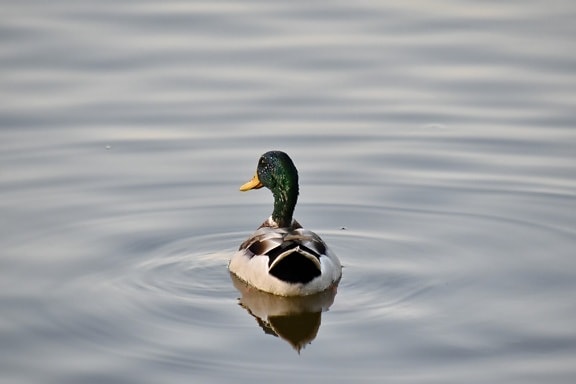 divlja patka, voda, patka, ptice vodarice, ptica patka, biljni i životinjski svijet, jezero, ptica, pero, priroda