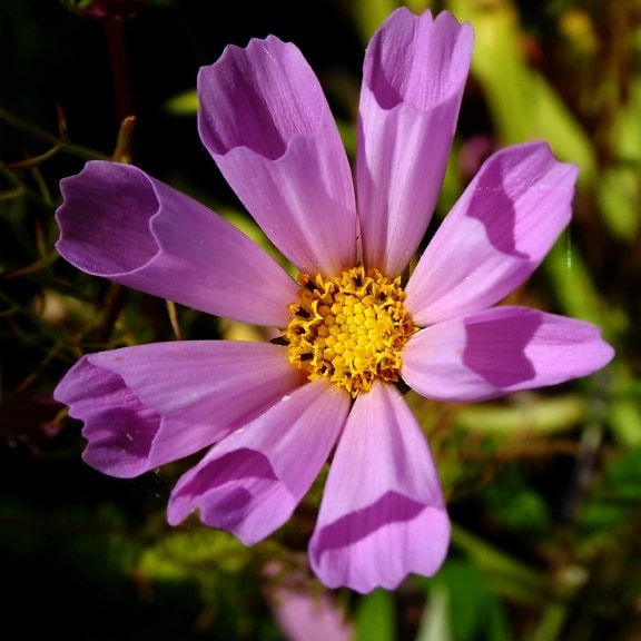 beautiful photo, details, exotic, free image, petals, pollen, purple, petal, plant, flower