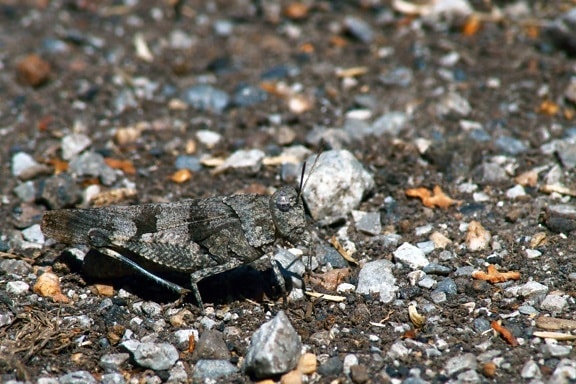 camouflage, grasshopper, grey, ground, pebbles, outdoors, gravel, nature, stone, rock