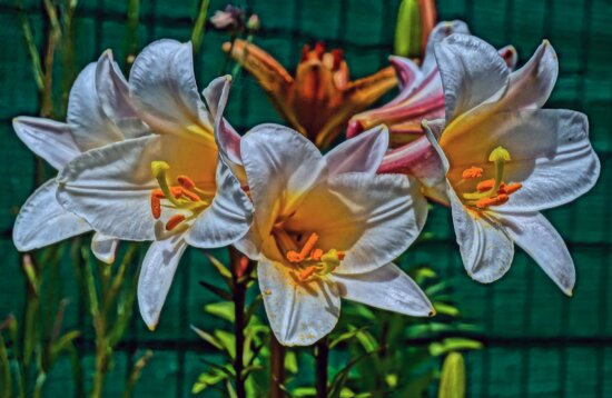 Kostenlose Bild Anlage Blüte Flora Blume Garten Blütenblatt Lilie Blühen Natur Blatt