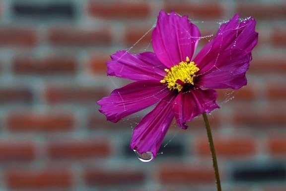 close-up, detail, dew, moisture, petals, pinkish, pollen, raindrop, spider web, waterdrops