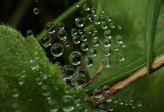 beautiful photo, bubble, detail, dew, free image, green leaves, macro, moisture, spiderweb, raindrop