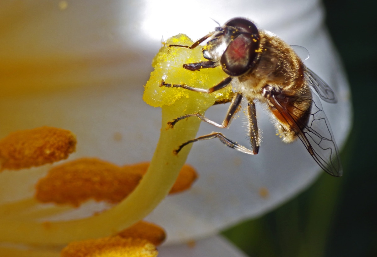 Pszczoła, Szczegóły, oko, miód, owad, Słupek, pyłek, zapylania, skrzydła, bezkręgowców