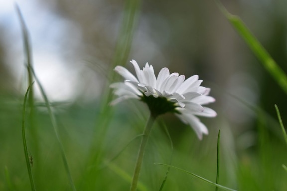 blurry, close-up, daisy, grass, green grass, spring time, white flower, bloom, blossom, close