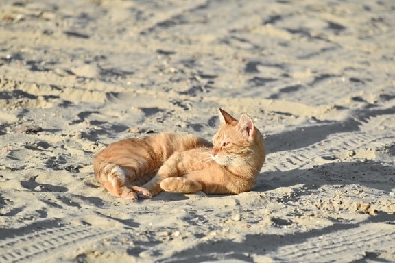 plajă, pisici domestice, portocaliu galben, soare, pisoi, pisică, pisica, felin, Blana, animal de casă