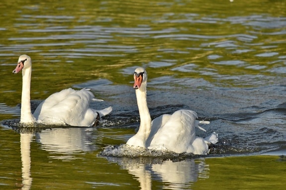 Gratis Afbeelding Aquatische Vogels Snavel Mooie Mooi Beeld Nek