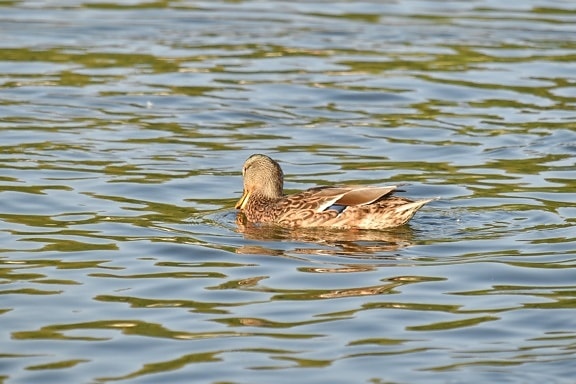 mallard, shorebird, wading bird, water, duck, bird, wildlife, swimming, lake, river