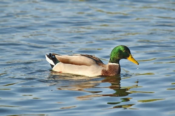 beak, beautiful image, colorful, duck, head, movement, natural habitat, profile, side view, swimming