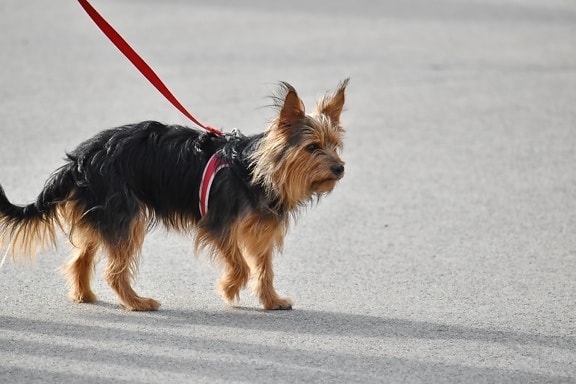 adorable, perro, furry, pavimento, sombra, área urbana de, nacionales, cachorro, lindo, mascota