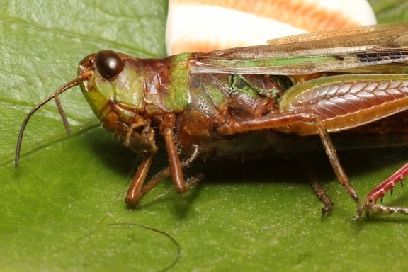 details, head, locust, wings, animal, nature, grasshopper, antenna, pest, invertebrate