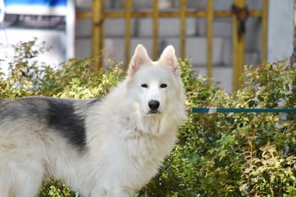 Husky, perro de trineo, mascota, Piel, canino, perro, lindo, vertical, al aire libre, animal