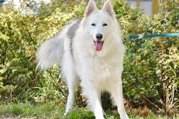 adorable, furry, garden, husky, pedigree, portrait, purebred, tongue, white, dog