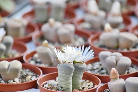 cactus, detail, bloempot, witte bloem, koopwaar, veel, groep, bloem, bloei, bloemen