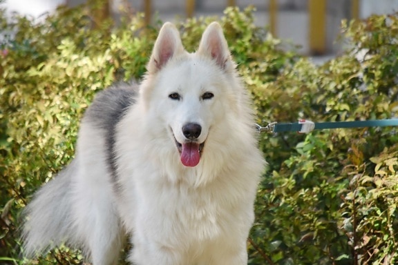 adorable, husky, leash, portrait, purebred, tongue, white, fur, canine, dog