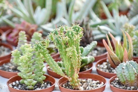 botany, cactus, desert plant, garden, nature, flora, sharp, plant, succulent, leaf