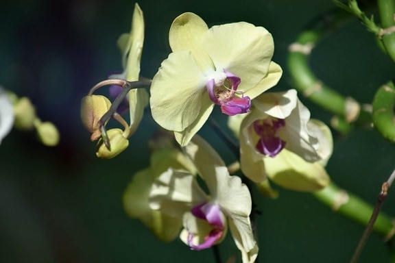 Orkidé blomst