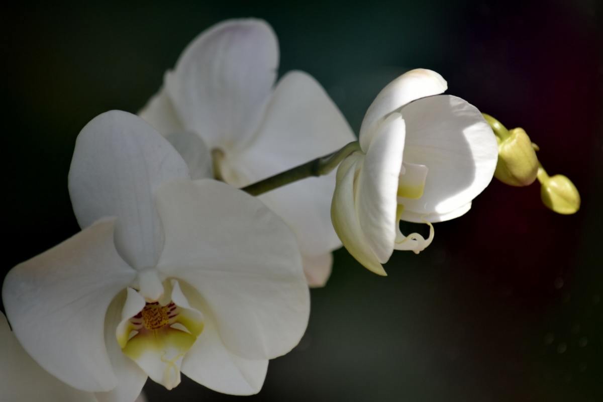 piękne zdjęcie, Szczegóły, egzotyczne, orchidea, płatki, Słupek, tropikalny, biały kwiat, biały, Magnolia