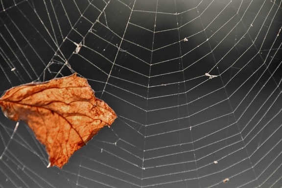 kahverengi, Kuru, yaprakları, örümcek ağı, örümcek ağı, tuzak, örümcek ağı, Web, doğa, desen