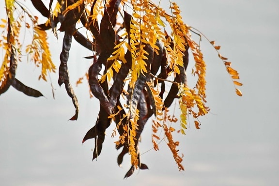 Акація, осінній сезон, гілки, коричневий, жовті листя, завод, природа, дерево, відділення, Осінь