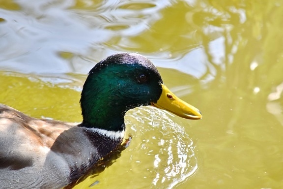 beak, head, moisture, natural habitat, plumage, waterdrops, duck, duck bird, water, waterfowl