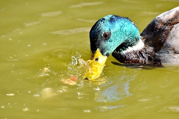 beak, close-up, head, mallard, plumage, splash, water, wildlife, lake, bird
