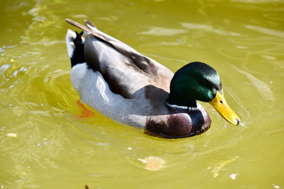 зеленоглава патица, перушина, дива природа, вода, патица, птица, плуване, водолюбивите птици, езеро, патица птица