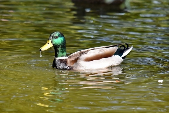 beak, duck, mallard, plumage, waterdrop, wilderness, wildlife, lake, waterfowl, swimming