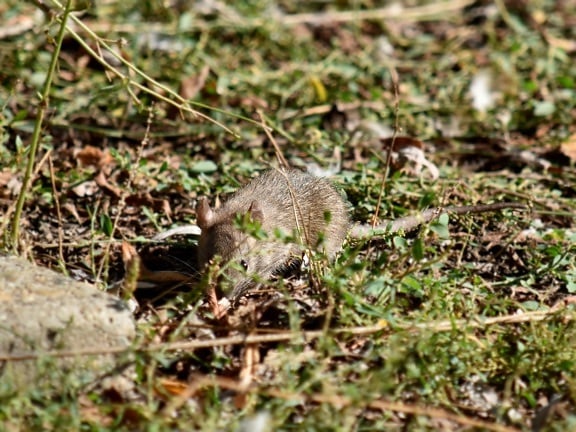mouse, wildlife, rodent, nature, outdoors, grass, wild, leaf, animal, ground