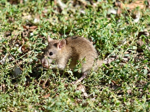 mouse, wild, rodent, nature, wildlife, animal, grass, outdoors, fur, cute