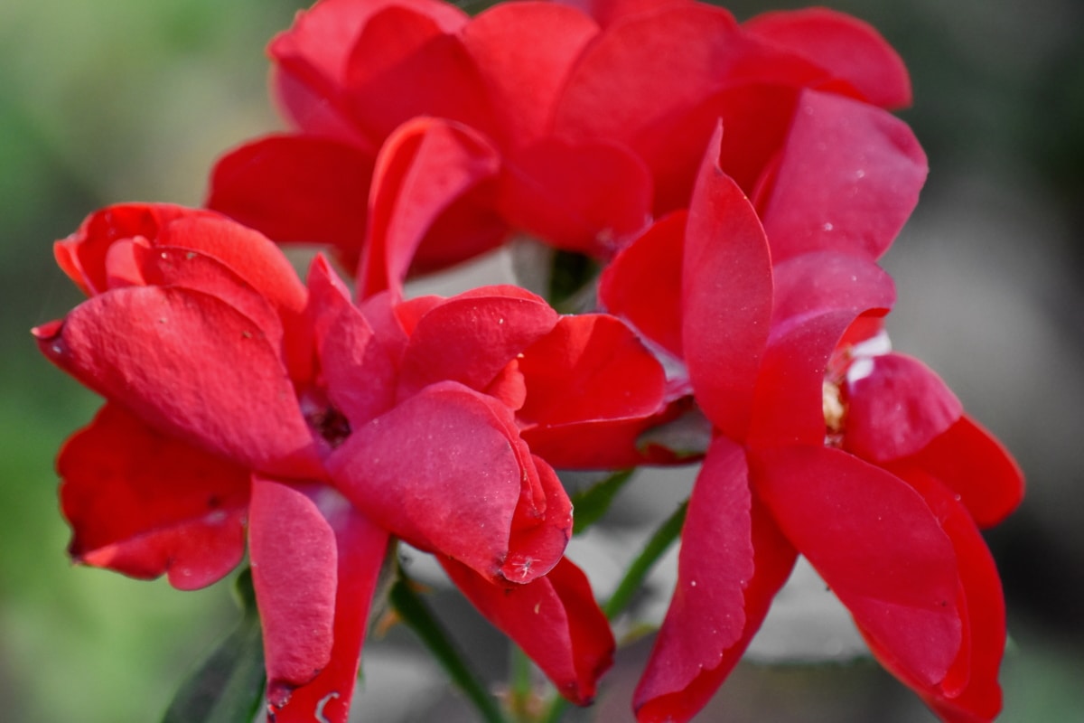 Hình ảnh miễn phí: màu đỏ, Hoa, lá, thực vật, Sân vườn, thực vật ...