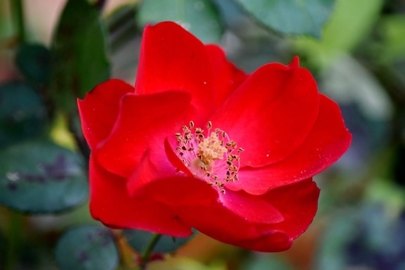 close-up, detail, macro, pistil, pollen, reddish, rose, leaf, blossom, flower