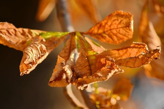 saison de l'automne, brun, feuilles, érable, nature, feuille, bois, à l’extérieur, sec, brillant