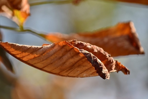 秋のシーズン, 乾燥, 残す, 明るい茶色, 黄色の葉, 葉, 自然, 木材, ぼかし, アウトドア