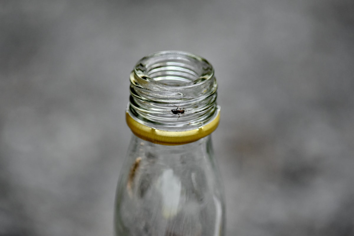 ants, bottle, insect, container, glass, recycling, still life, vertical, reflection, empty